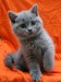 Britská modrá kočička